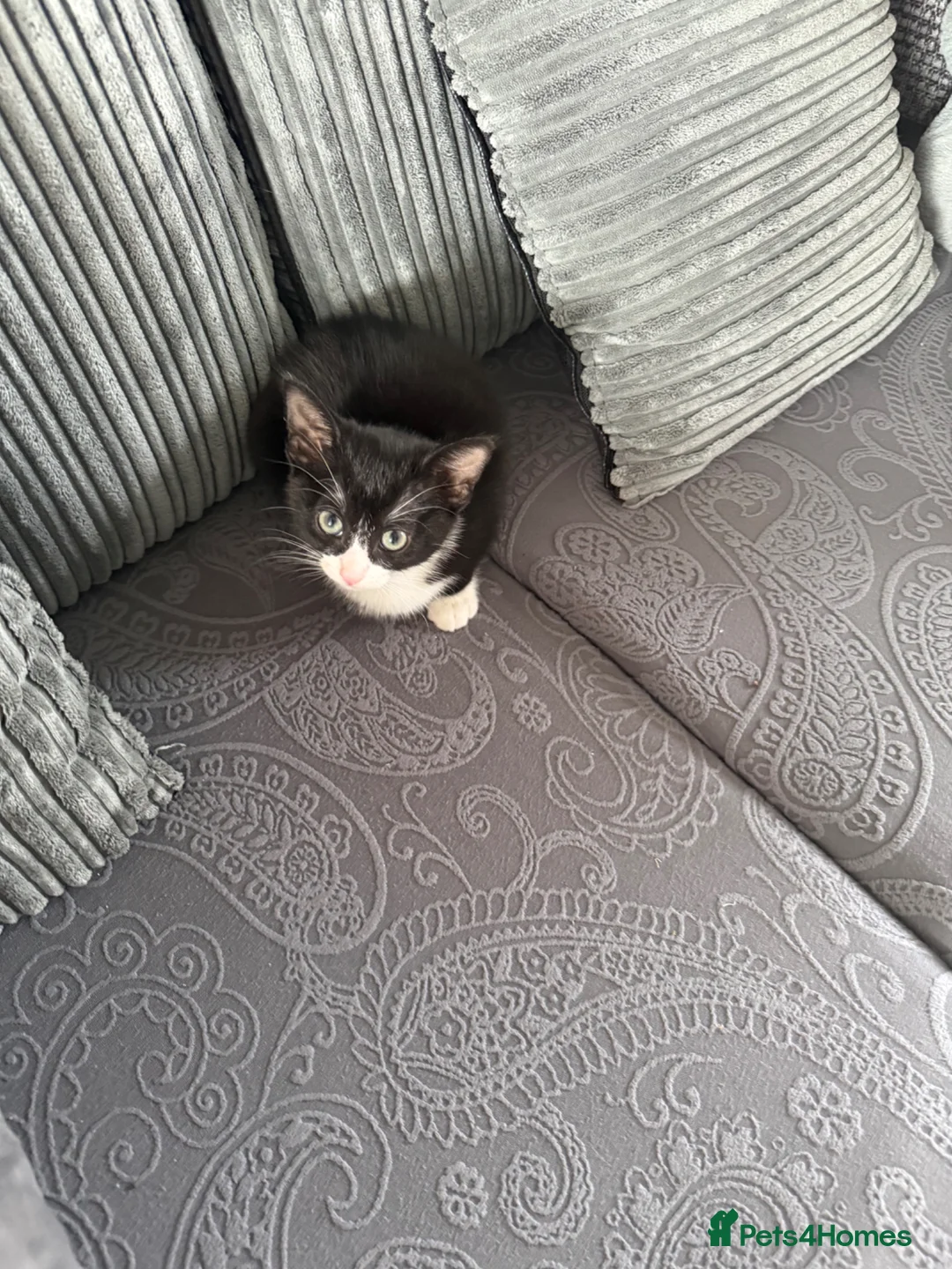Mixed Breed cats for sale: 10 week old Friendly kitten  - Advert 1
