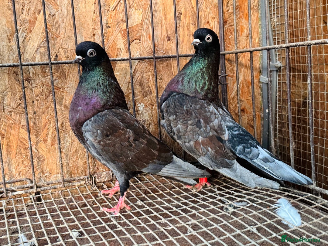 Pigeons birds for sale: RARE COLOUR PORTUGUESE TUMBLER PIGEONS - Advert 6