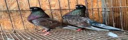 Pigeons birds for sale: RARE COLOUR PORTUGUESE TUMBLER PIGEONS - Advert 6