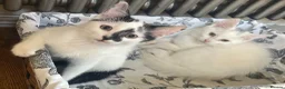 Turkish Van cats for sale: Gorgeous Turkish Van Kittens in Potters Bar - Advert 35