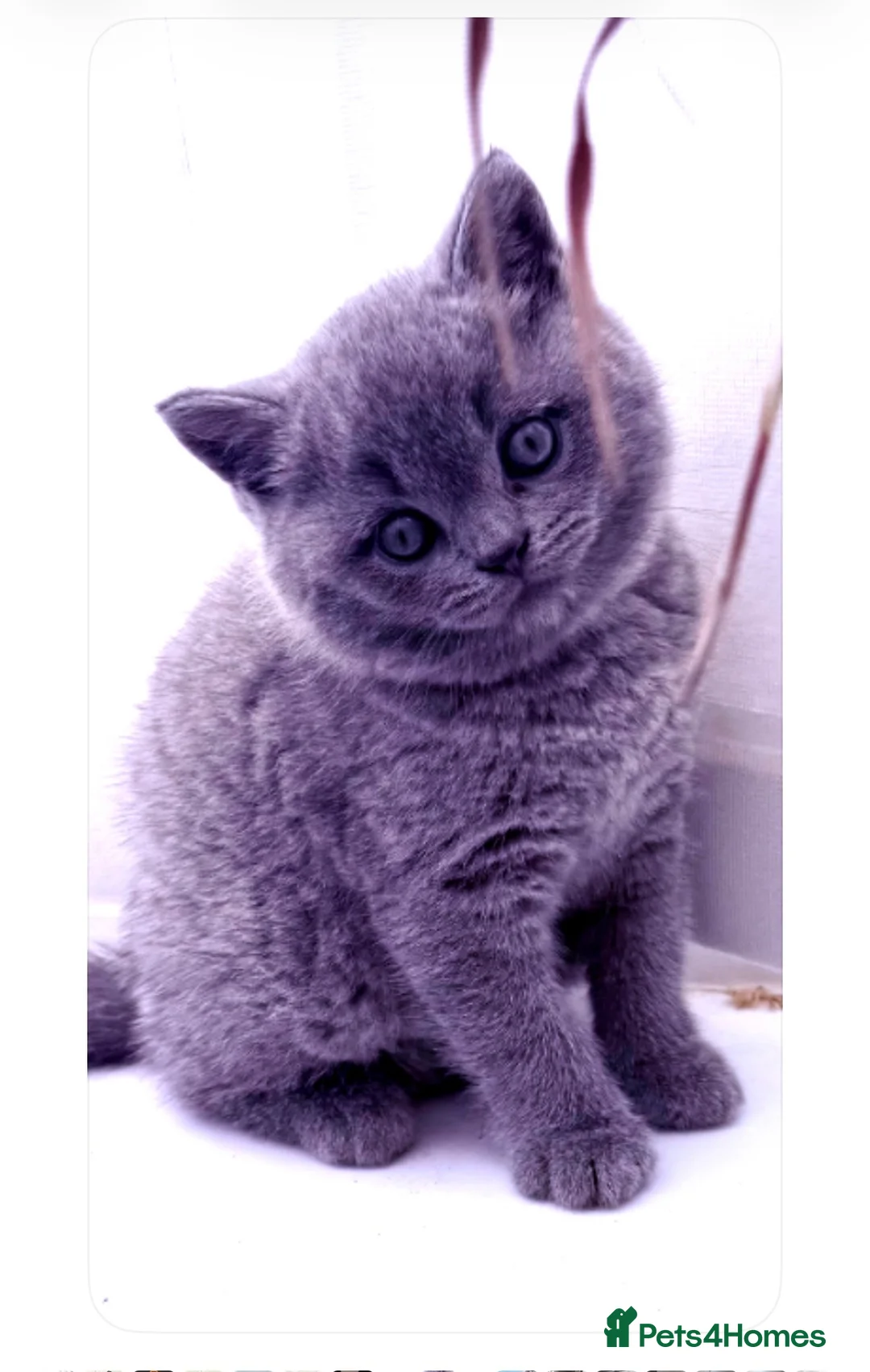 British Shorthair cats for sale: Beautiful BSH kittens - Advert 1