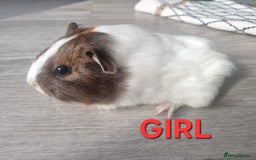Guinea Pig rodents for sale: Guinea pigs for sale £25 each  - Image 6