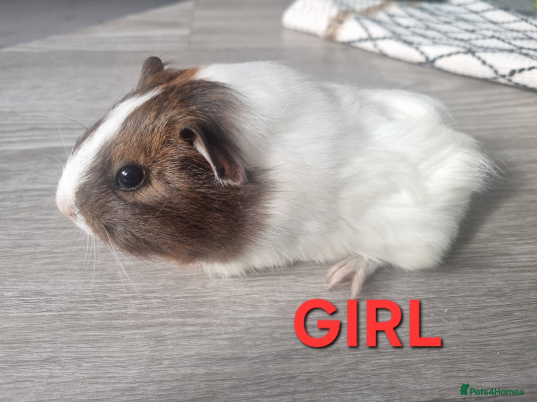 Guinea Pig rodents for sale: Guinea pigs for sale £25 each  - Image 6