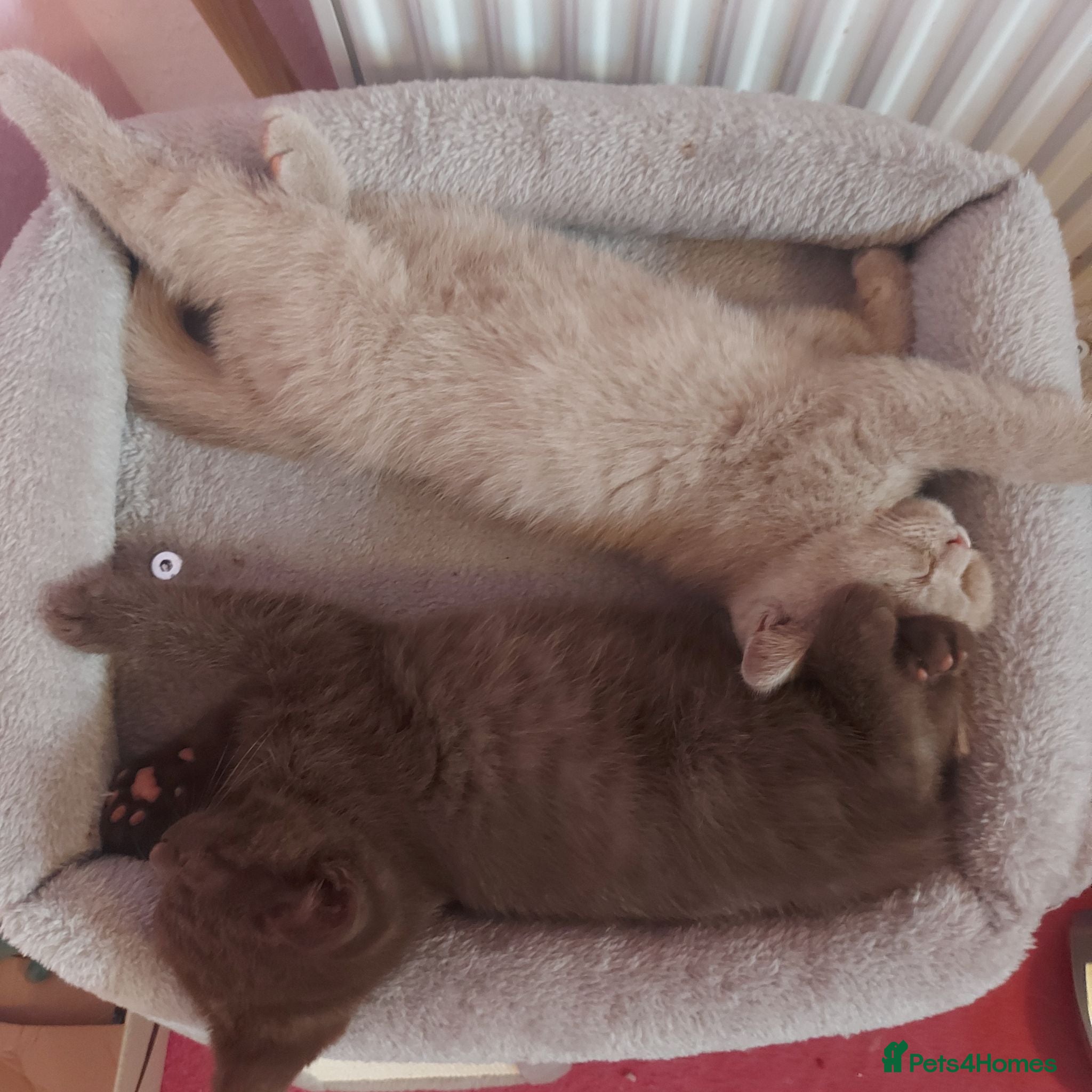 British Shorthair cats Chocolate and lilac boys ready to steal your heart - Advert 2