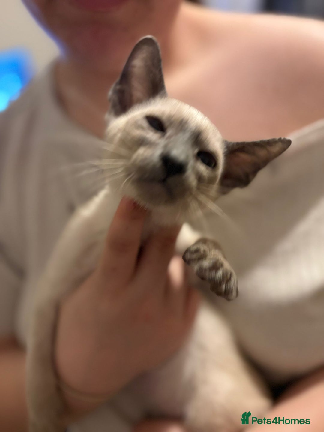 Siamese cats for sale: Siamese Kittens – Ready Now - Advert 7