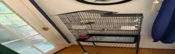 Budgerigars birds for sale: Lovely Male English Budgie for sale  - Advert 6