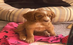 Cocker Spaniel dogs for sale: READY TO LEAVE COCKER SPANIEL FEMALE AVAILABLE  - Image 3
