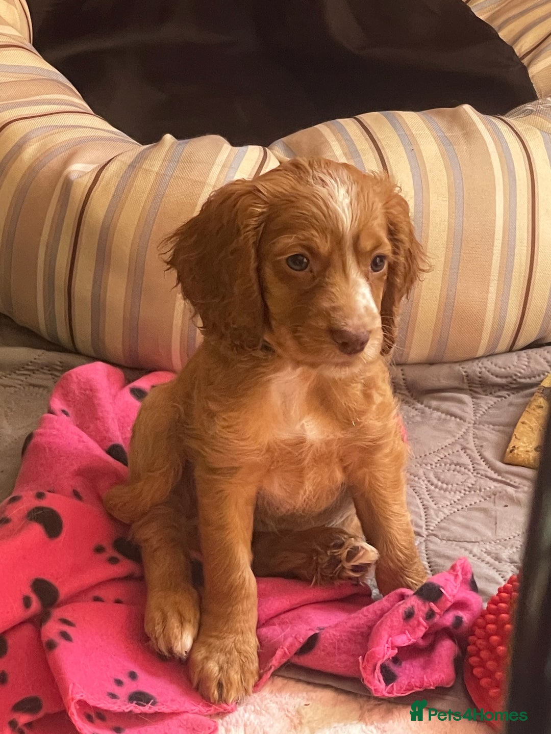Cocker Spaniel dogs for sale: READY TO LEAVE COCKER SPANIEL FEMALE AVAILABLE  - Image 3