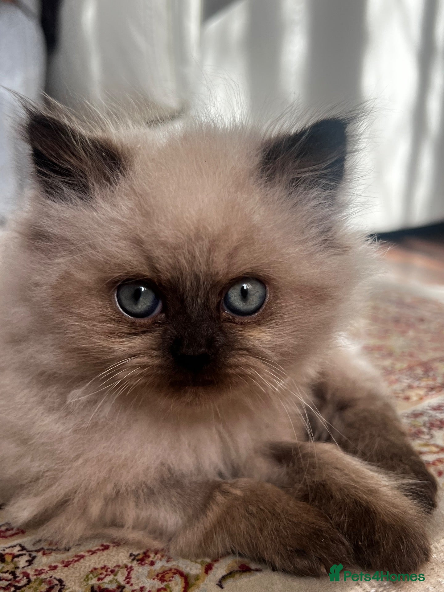 Persian cats Persian kittens for sale, ready now - Advert 8