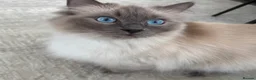 Ragdoll cats for sale: Ragdoll kittens  - Advert 3