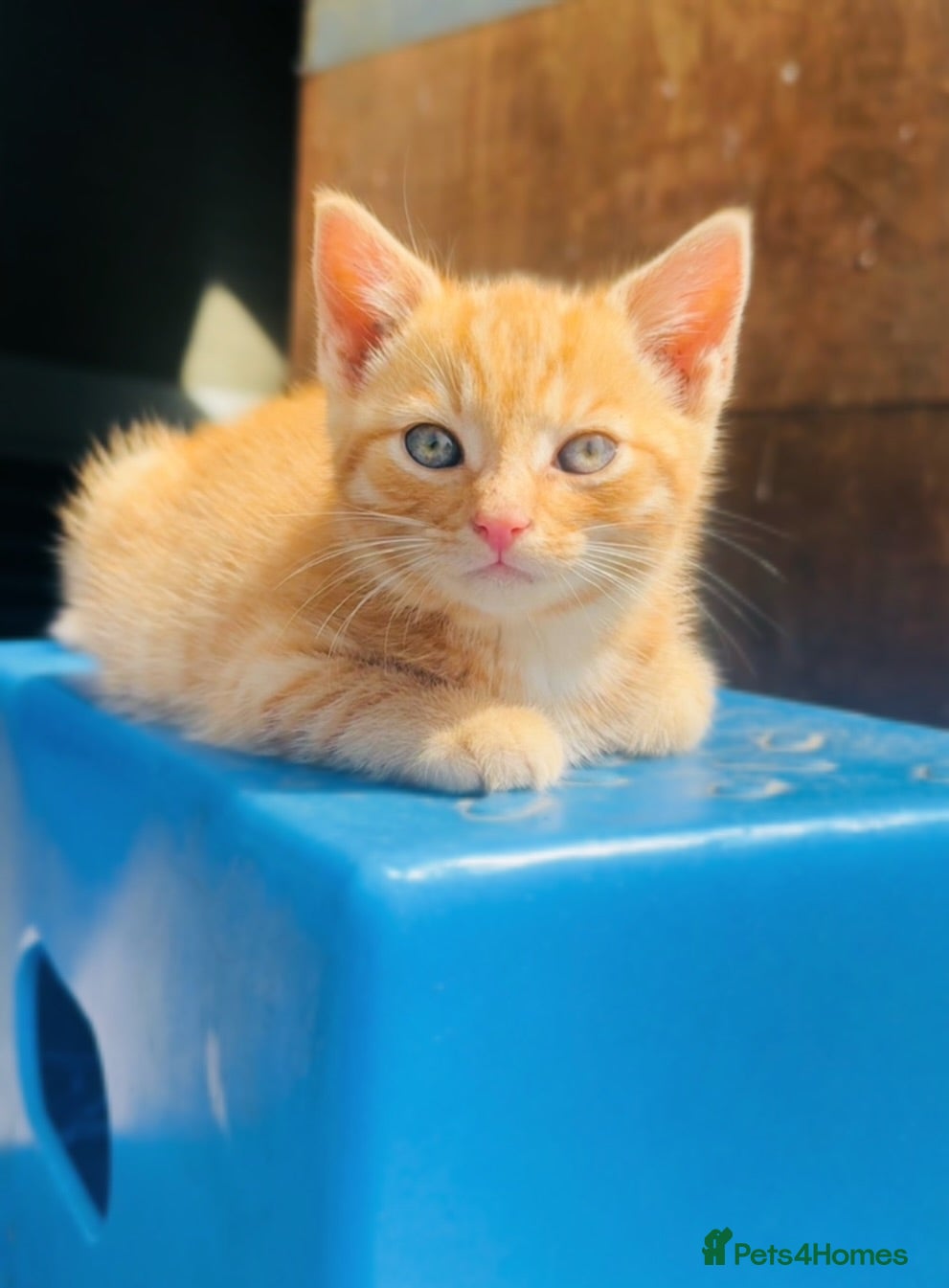 Mixed Breed cats Beautiful friendly kittens - Advert 2