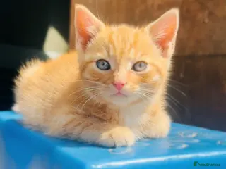 Mixed Breed cats Beautiful friendly kittens - Advert 2