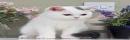 British Shorthair cats for sale: Stunning British Shorthair kittens  - Advert 8