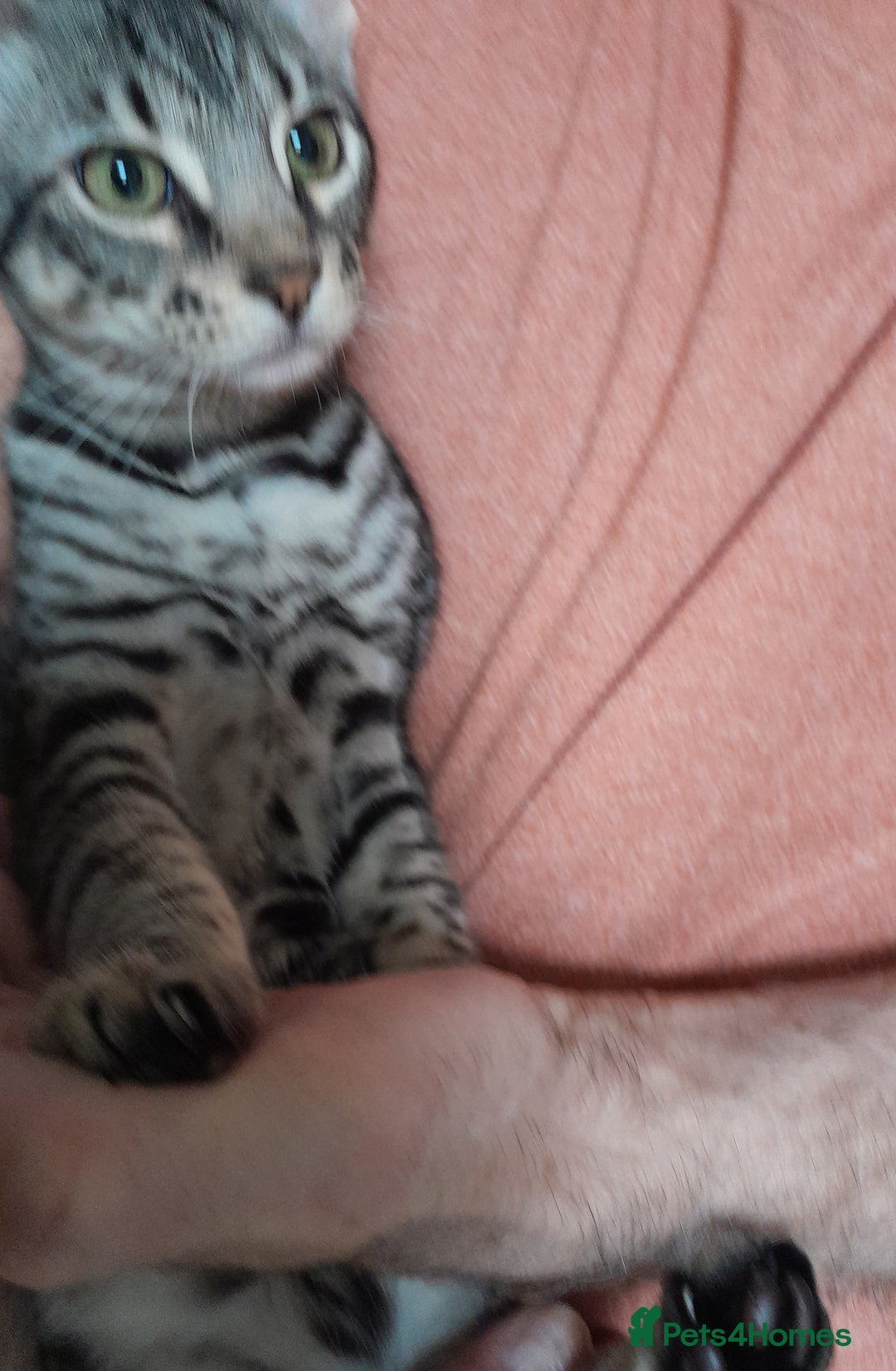 Savannah cats for sale: Full Pedigree TICA reg Savannah Girl Kitten - Image 13