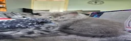 Persian cats for sale: 3 beautiful kittens ready now  - Advert 33