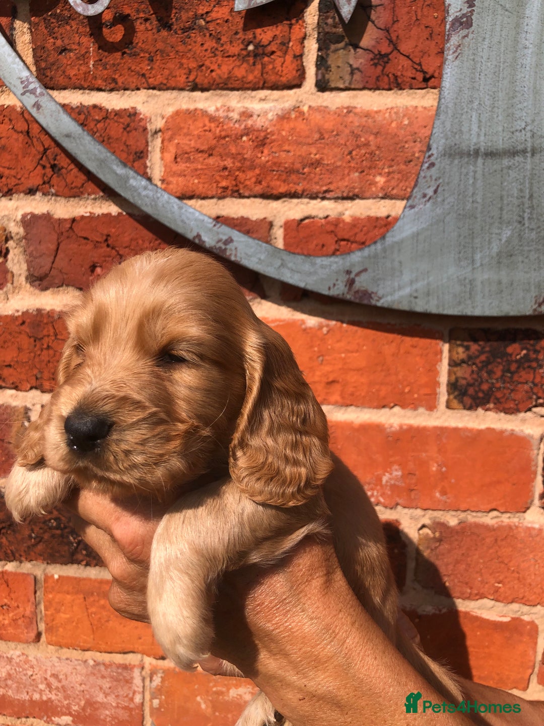Cocker Spaniel dogs for sale: Pure beautiful show cocker spaniel puppies  - Image 22