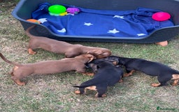 Dachshund dogs for sale: KC PRA Miniature smooth hair dachshund puppies  - Image 5