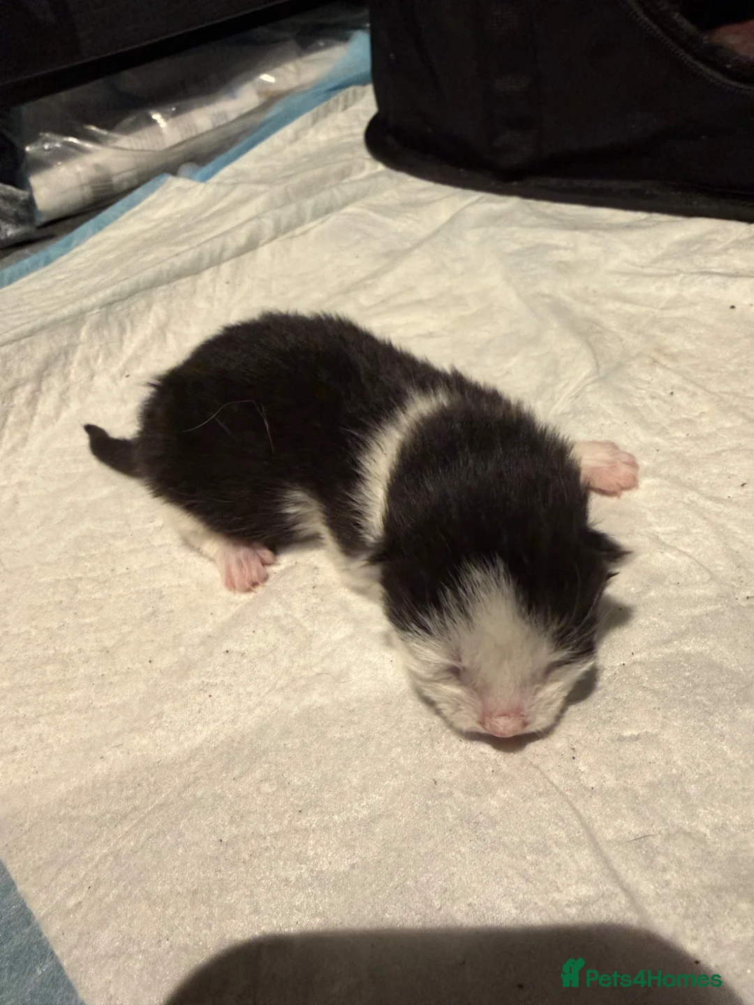 British Shorthair cats for sale: 3 adorable kittens left for sale - Advert 2