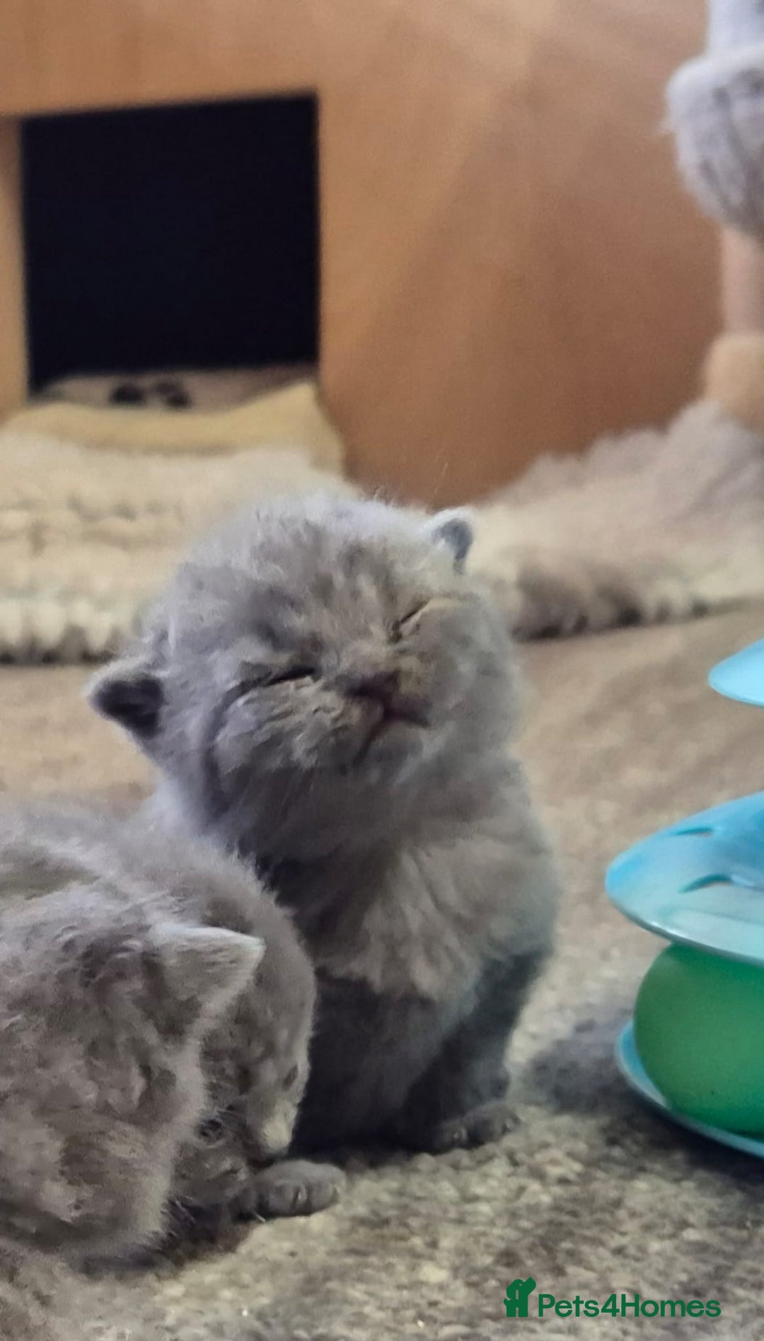 British Shorthair cats for sale: CHUNKY SOLID BLUE BRITISH SHORTHAIR KITTENS - Image 1