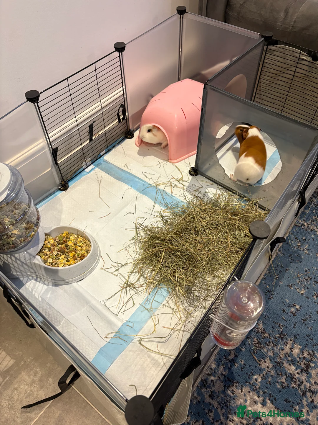 Guinea Pig rodents for sale: 2 male guinea pigs looking for a new forever home - Advert 4