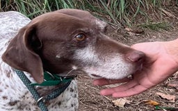 German Shorthaired Pointer dogs for adoption: Romero - Image 5