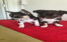 Chihuahua dogs for sale: 2 lovely tiny chihuahua boys - Image 2