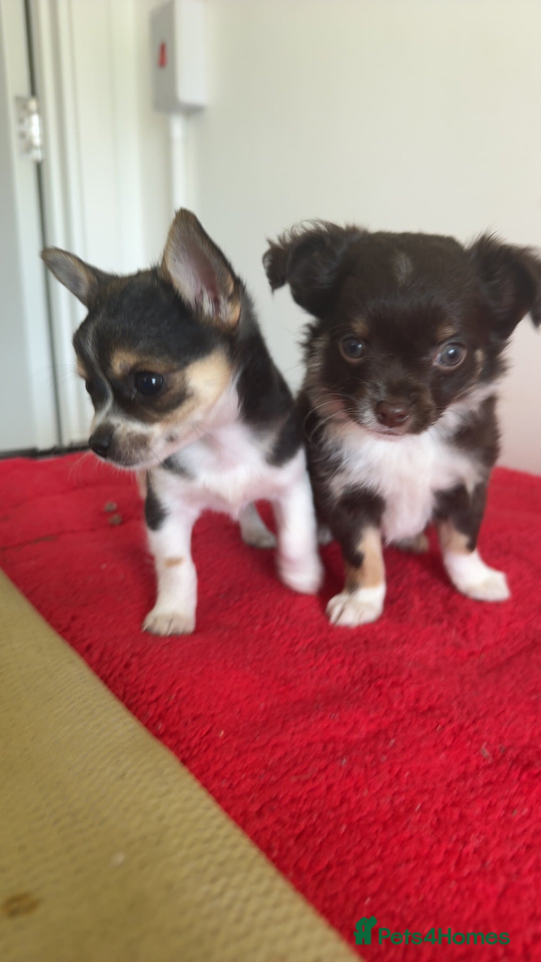 Chihuahua dogs for sale: 2 lovely tiny chihuahua boys - Image 2