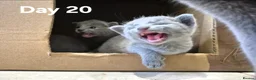 Russian Blue cats for sale: 1 boy and 1 girl Russian Blue - Advert 3