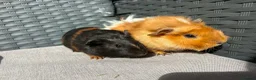 Guinea Pig rodents for sale: Sows  - Advert 4