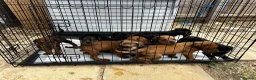 Mixed Breed dogs for sale: CANE CORSO X ROTTWEILER  - Advert 2