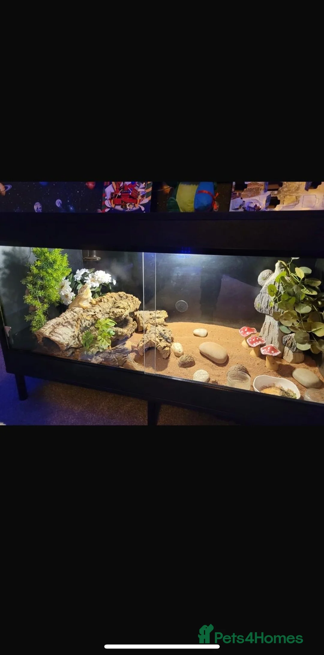 Bearded Dragon reptiles for sale: Bearded dragon in Ilkeston - Advert 2