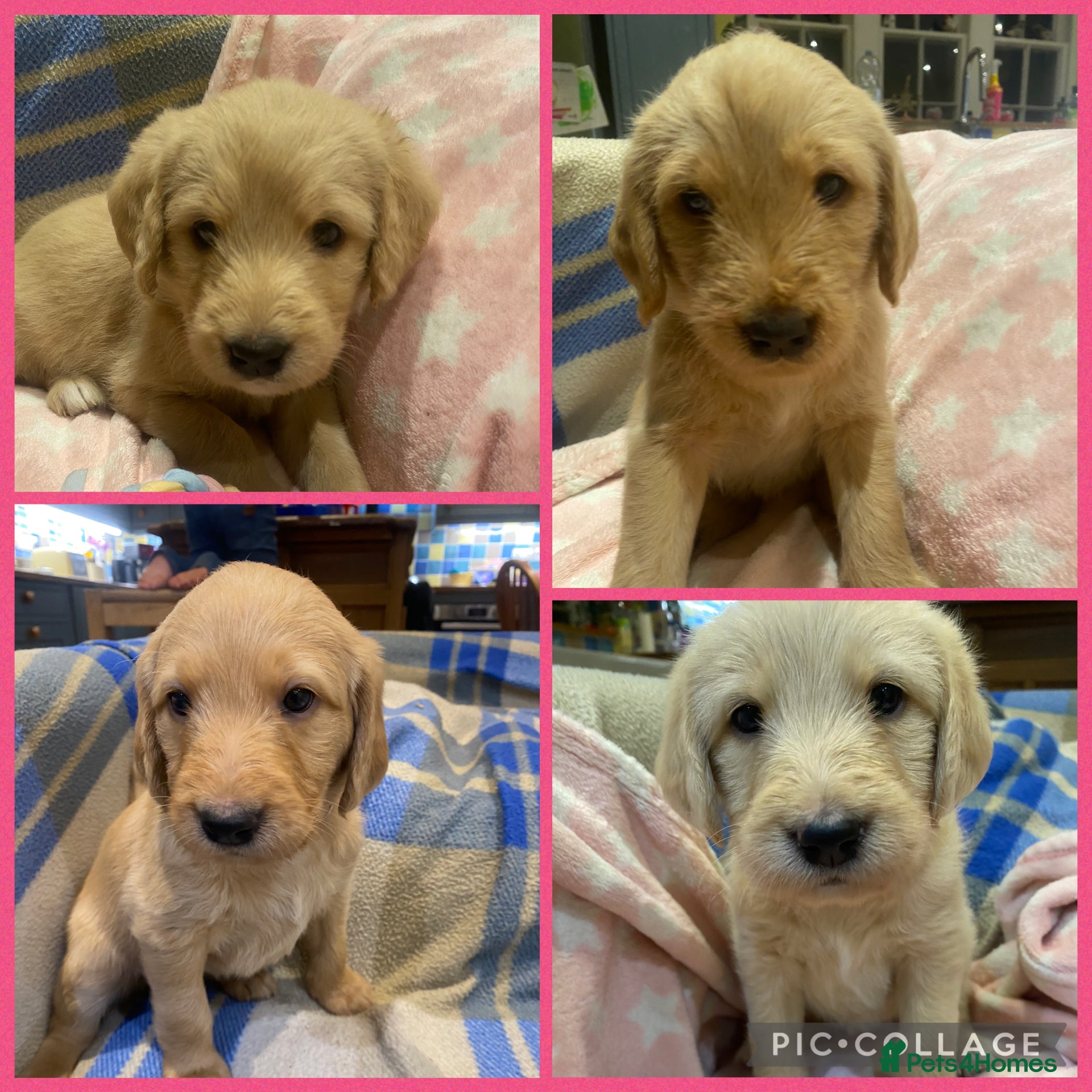 Labradoodle dogs 1st generation standard size labradoodles - Advert 10