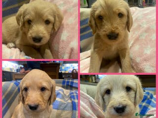 Labradoodle dogs 1st generation standard size labradoodles - Advert 9