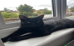 British Shorthair cats for sale: Kitten ready to find new home in Thornton Heath - Image 4