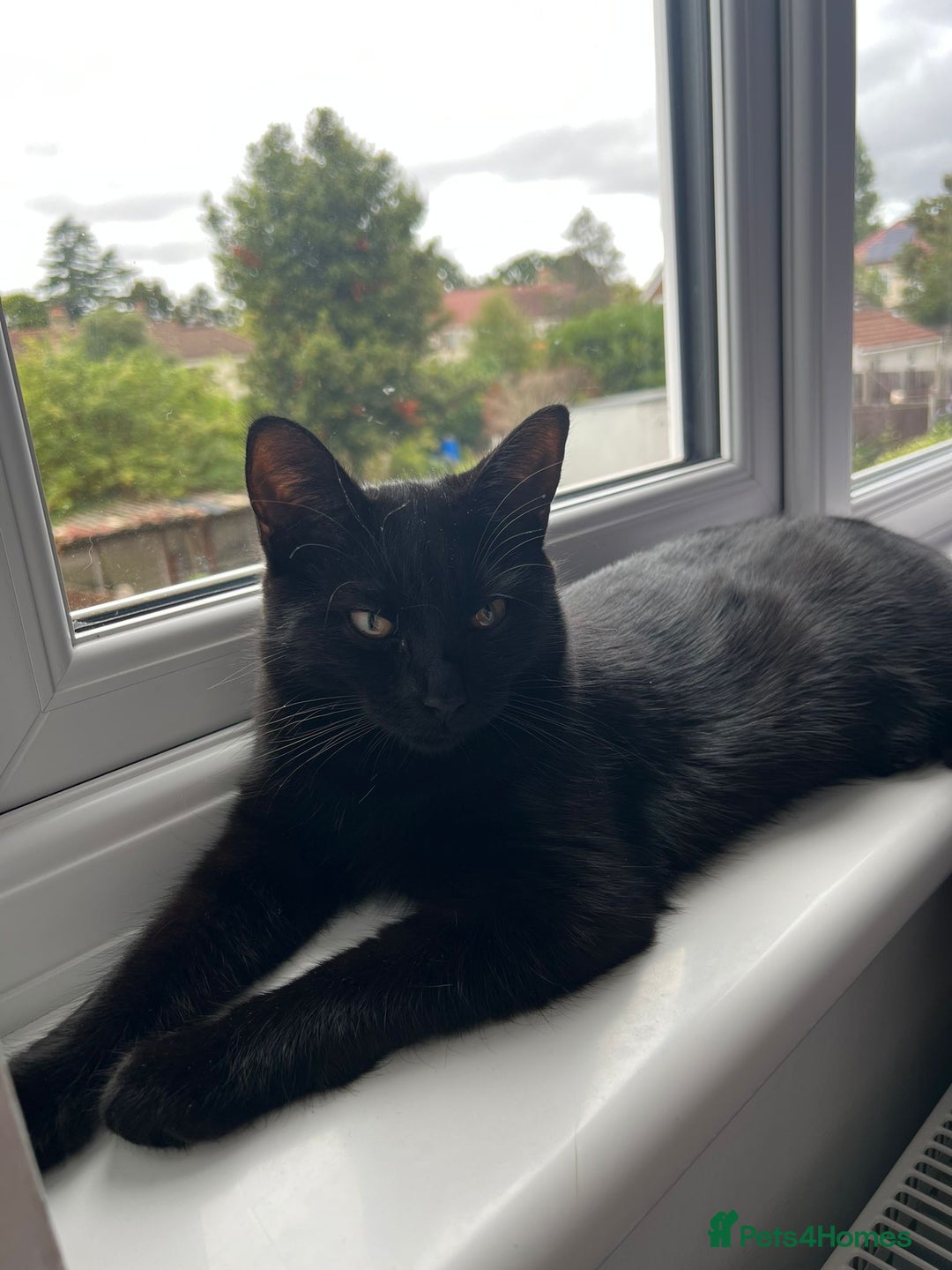 British Shorthair cats for sale: Kitten ready to find new home in Thornton Heath - Image 4