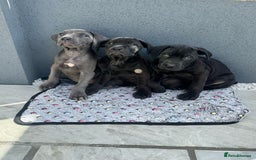 Cane Corso dogs for sale: Cane corso pups  - Image 3