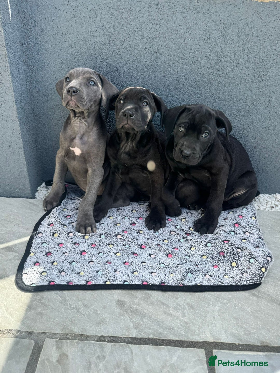 Cane Corso dogs for sale: Cane corso pups  - Image 3