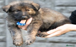 German Shepherd dogs for sale: German Shepherd Puppies - Image 20
