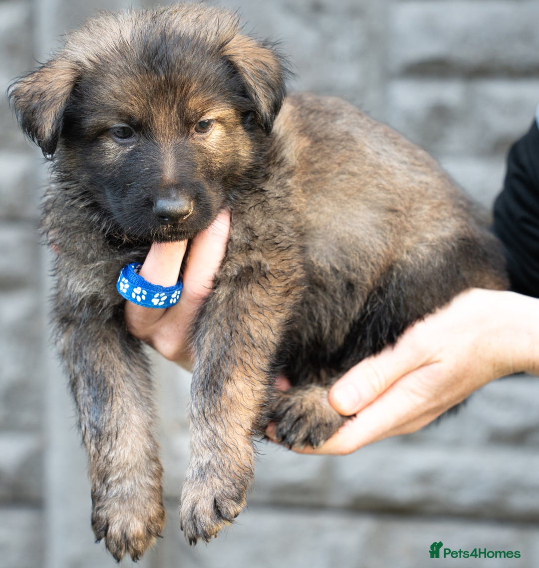 German Shepherd dogs for sale: German Shepherd Puppies - Image 20