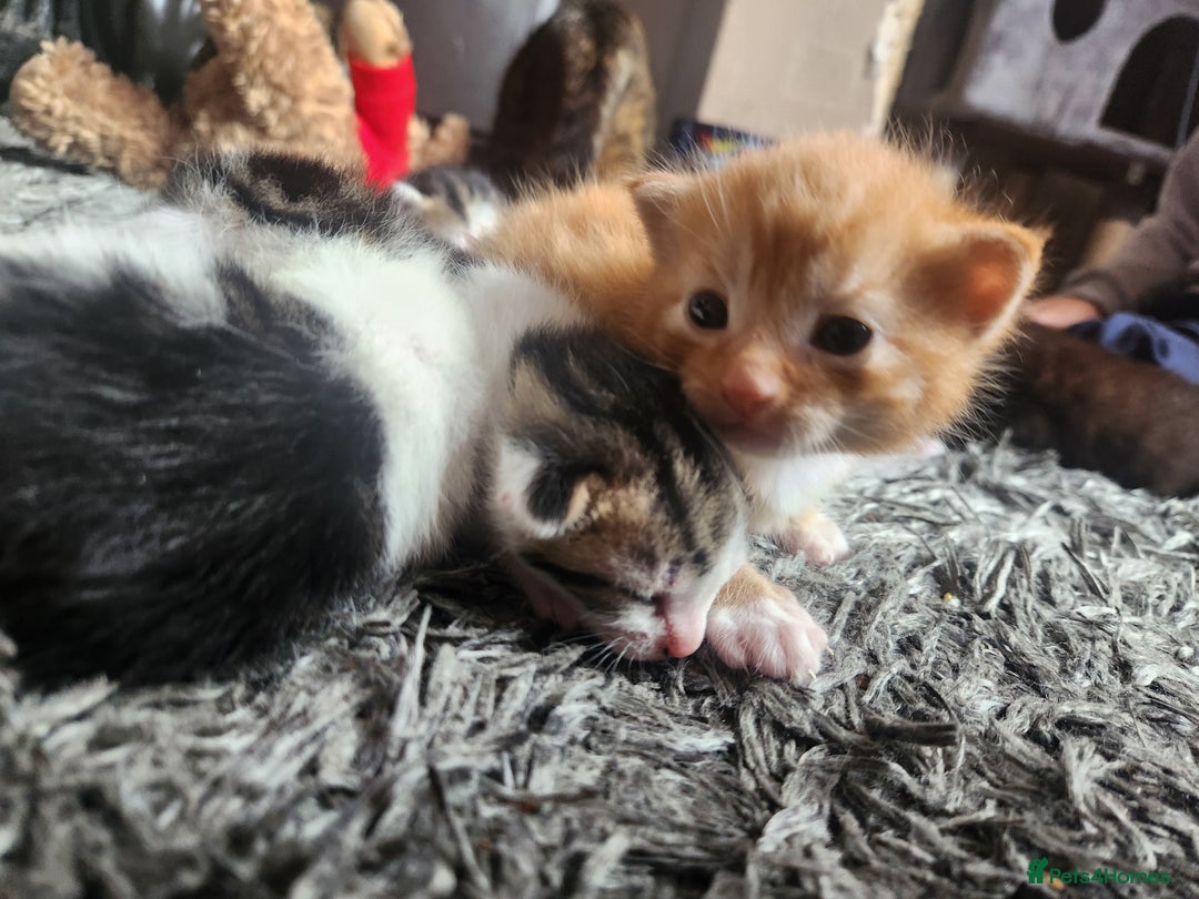Mixed Breed cats for sale: Beautiful baby's looking for their forever homes  - Image 14