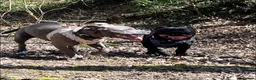 Staffordshire Bull Terrier dogs for sale: Staffordshire Bull Terrier Pups - Advert 7
