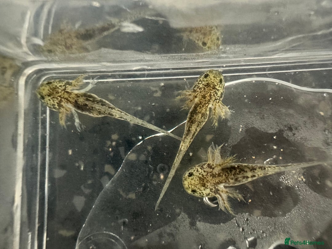 Axolotl reptiles for sale: Baby axolotls  - Advert 7