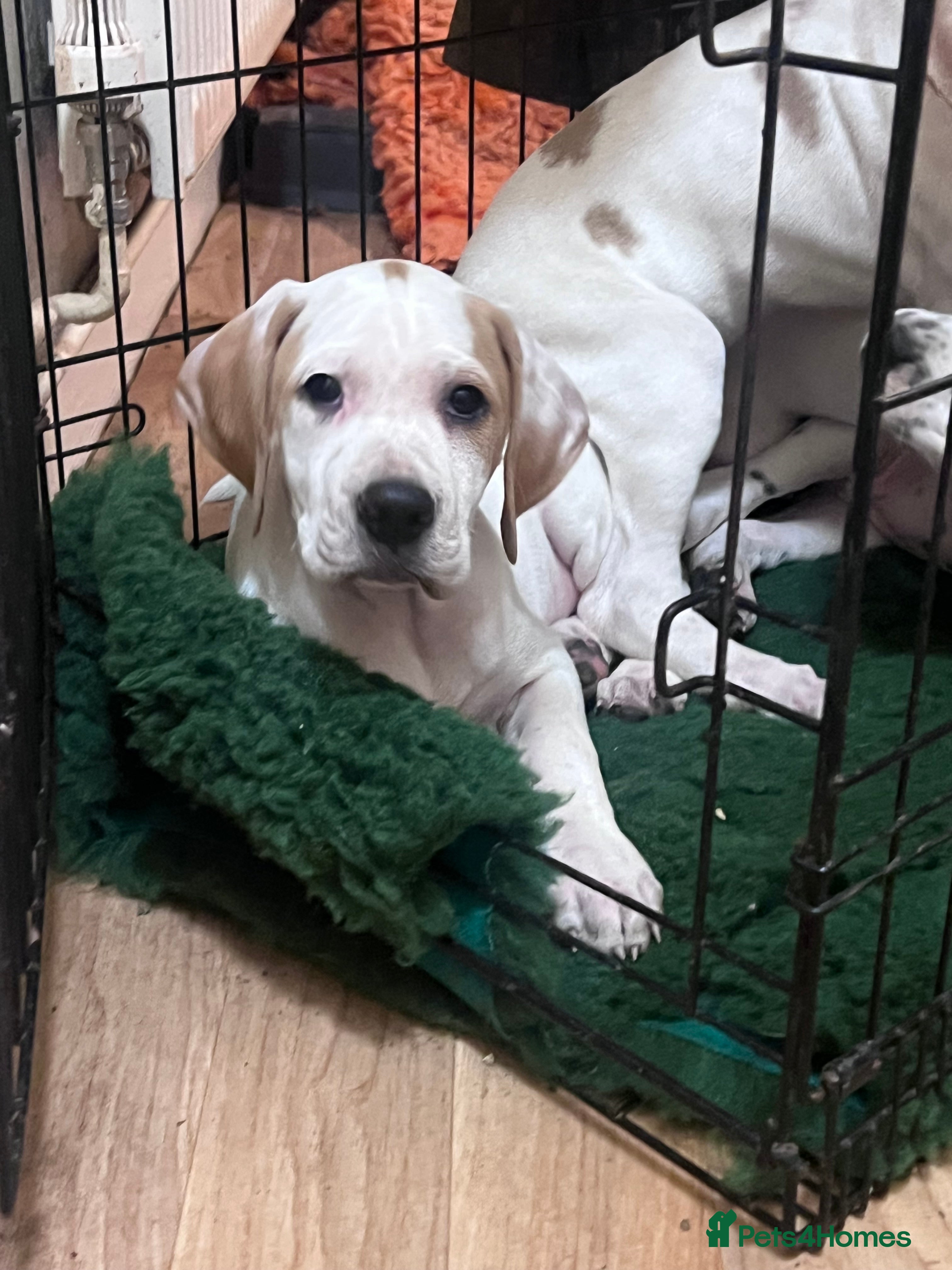 Pointer dogs Just 1 orange and white girl available  - Advert 1