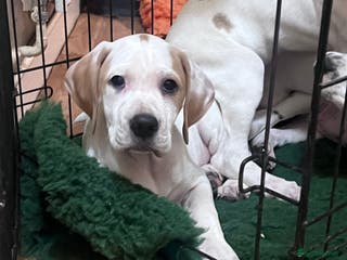 Pointer dogs Just 1 orange and white girl available - Advert 1