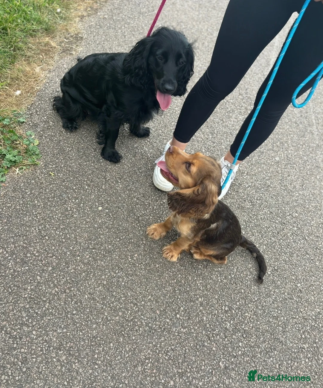 Cocker Spaniel dogs for sale: 🐾 Cocker Spaniel Puppies – Now Here! 🐾 😍 - Advert 17
