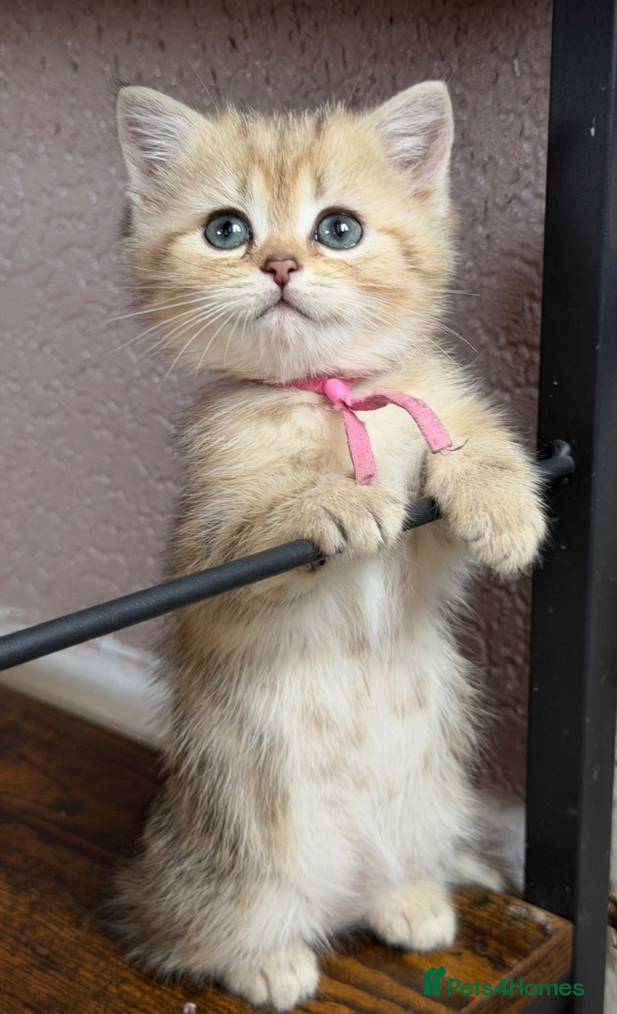 British Shorthair cats British Shorthair golden tabby kittens TICA - Advert 8