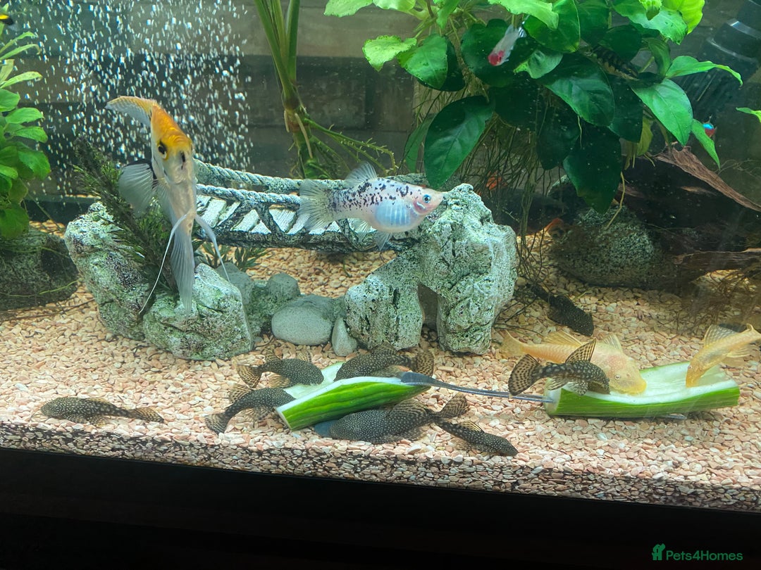 Plecos fish for sale: All different sizes  - Image 7