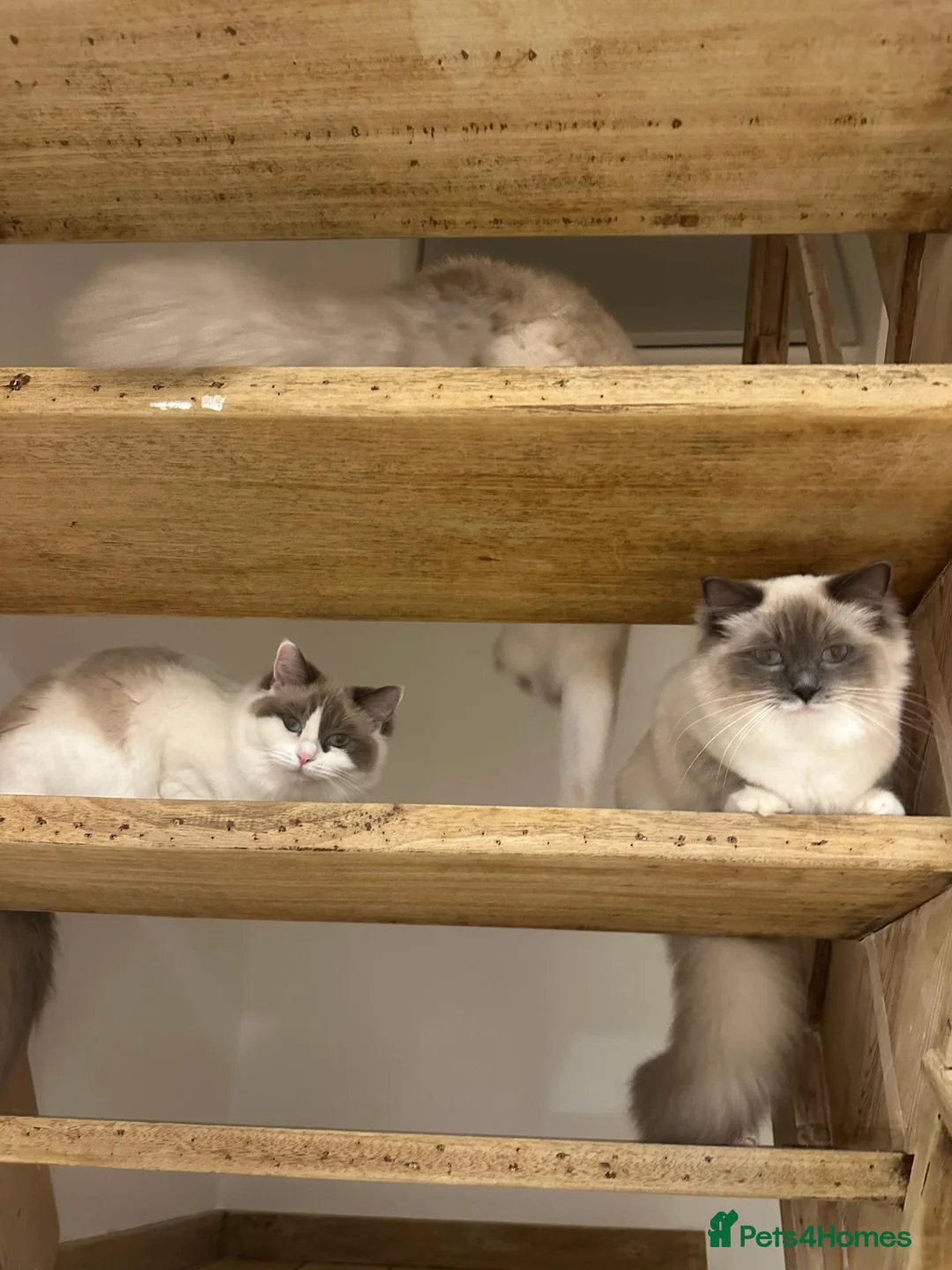Ragdoll cats for sale: Beautiful Ragdolls Seeking Loving Forever Home 🤍 in Brighton - Advert 1