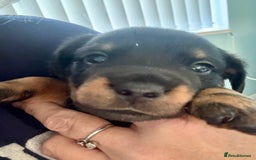 Mixed Breed dogs for sale: French bulldog x daschund - Image 11