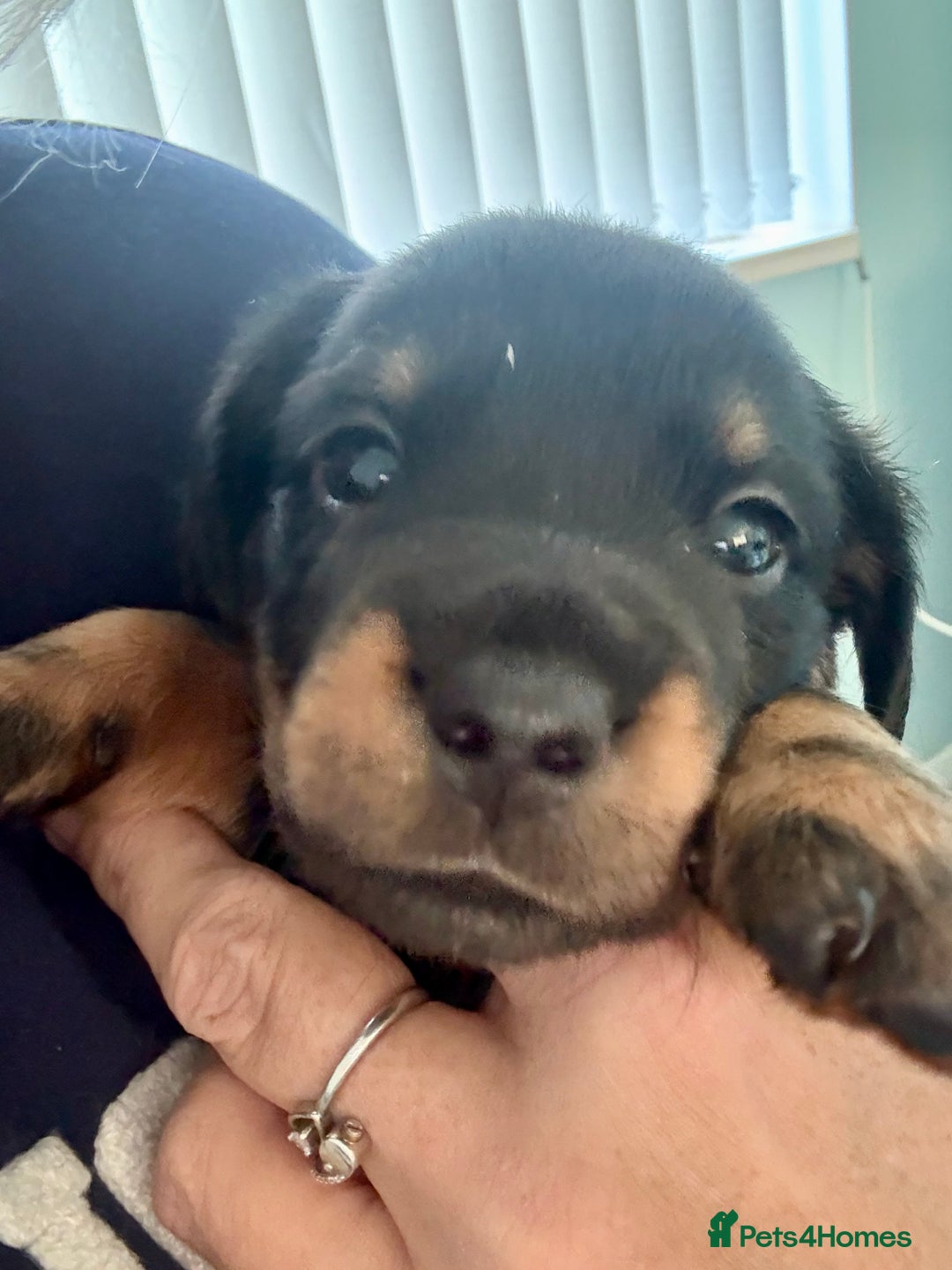 Mixed Breed dogs for sale: French bulldog x daschund - Image 11